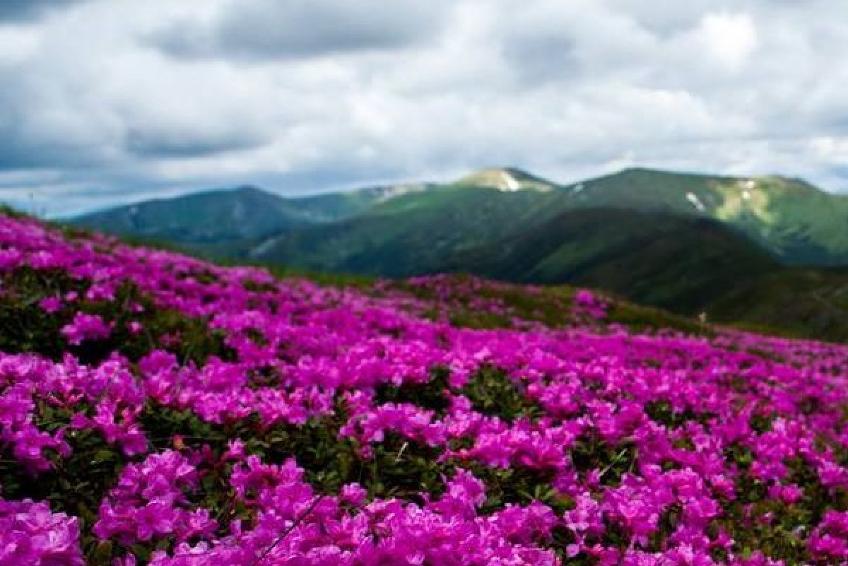 Червона рута слова, текст пісні з аккордами - ARTROOT.NET